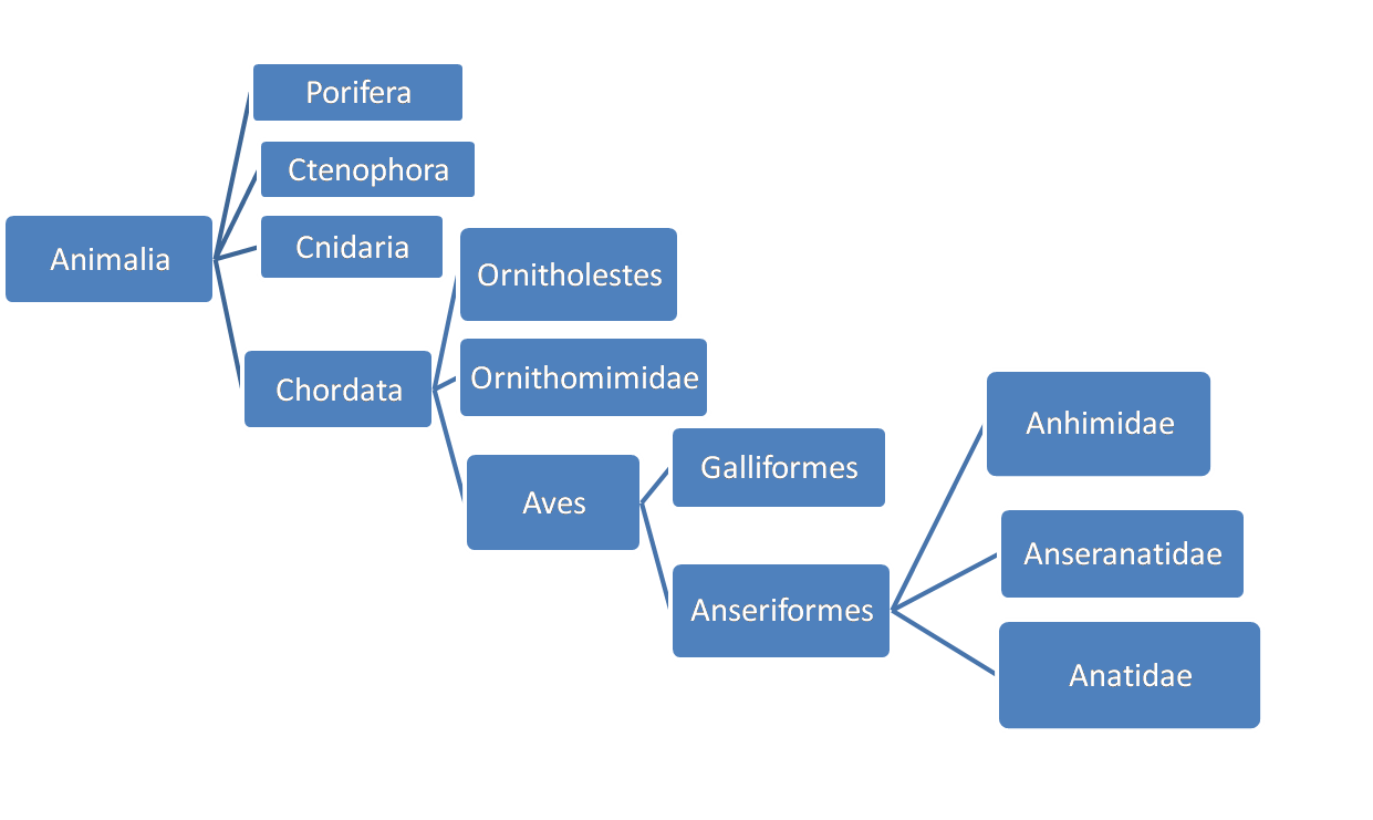 Phylogenetic Tree 2