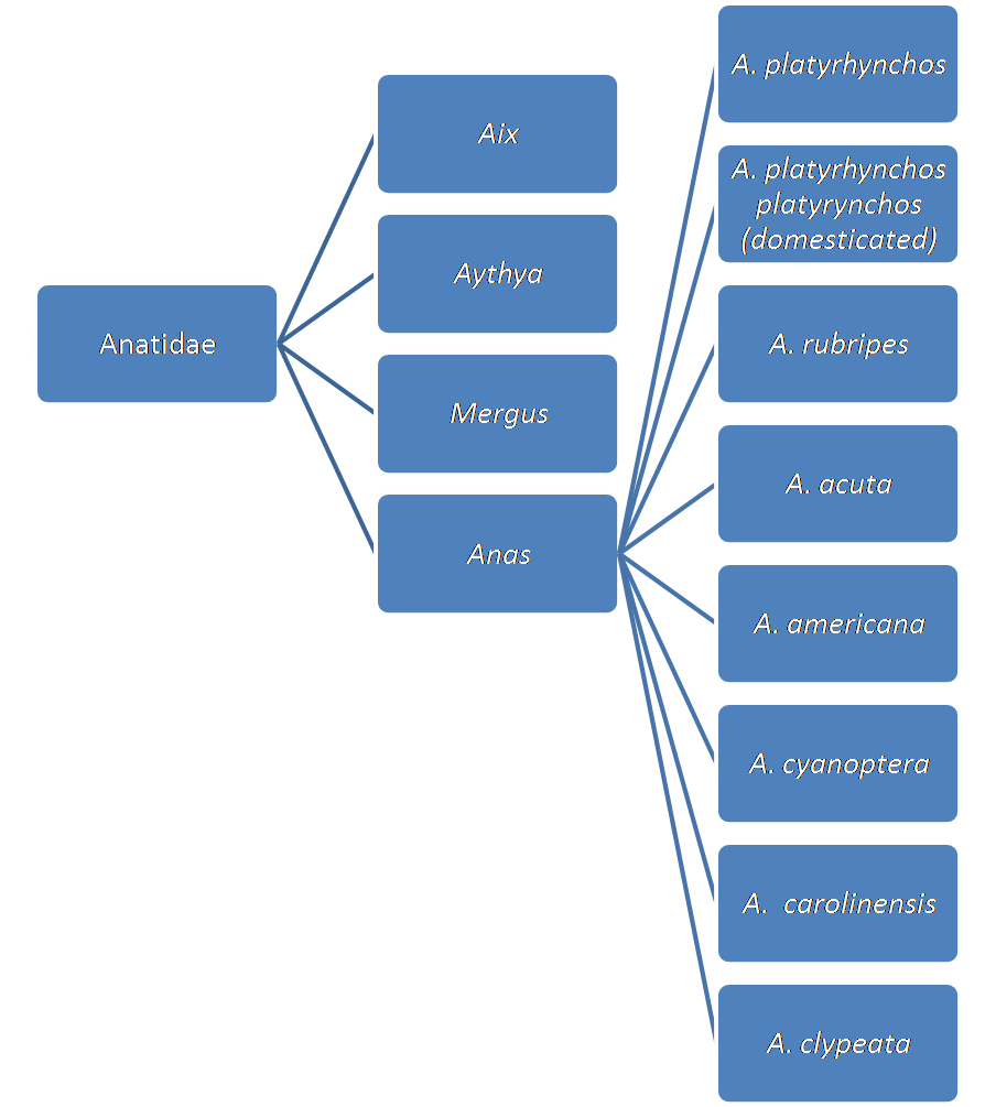 Phylogenetic tree 3