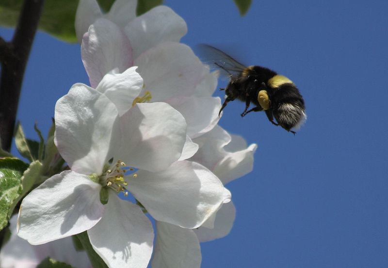 Bee pollinating plant from http://en.wikipedia.org/wiki/File:AppleBee2008_by_VictorLLee.jpg