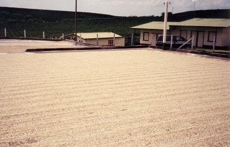 Beans spread on patio during drying process. http://en.wikipedia.org/wiki/File:Coffee_Drying_on_concrete_Patio.jpg