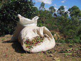 Bag of harvested beans in Costa Rica thanks to Wikipedia at http://en.wikipedia.org/wiki/File:Coffee_harvested_costa_rica.jpg