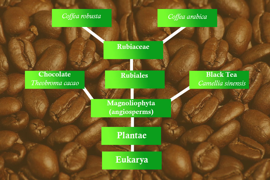 I created this tree, obtained the background from http://en.wikipedia.org/wiki/File:Dark_roasted_espresso_blend_coffee_beans_2.jpg