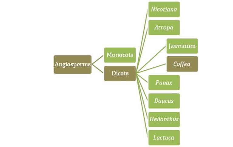 I created the phylogenetic tree based on chloroplast DNA 