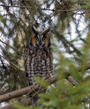  Image from ohio.dnr.gov : Owl high in the branches of the Pine
