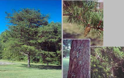 Image from tva.gov :Variety of Virginia Pine 