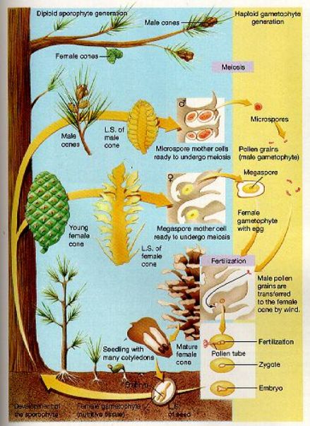 pinus cone diagram