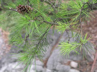 Image from wikipedia: Virginia Pine branch