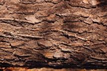 Image from wikipedia: Bark of Virginia Pine
