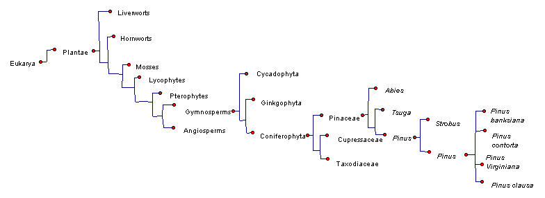 Image made by me:Complete Phylogeny of the Virginia Pine