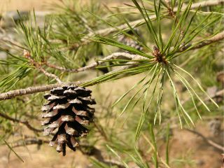 Image from wikipedia: Pine needles and cone