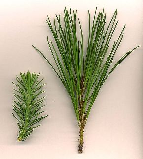 Image from wikipedia: Pine Needles