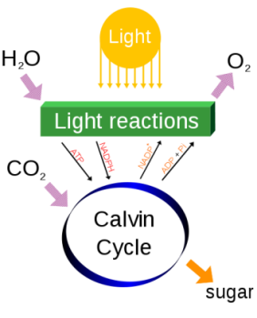 Image from wikipedia: Diagram of photosynthesis