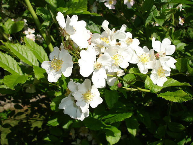 Picture of the Rosa multiflora courtesy of Wikimedia Commons
