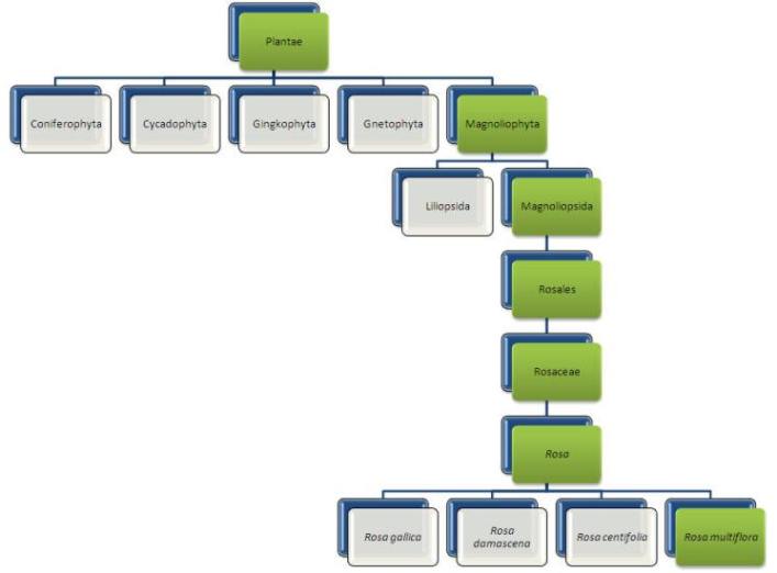  Phylogenetic Tree of the Rosa multiflora