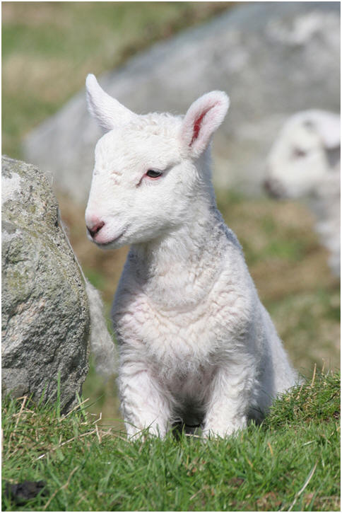 Lamb, courtesy of Clipart