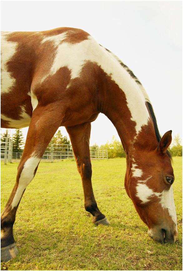 Horse, courtesy of Clipart