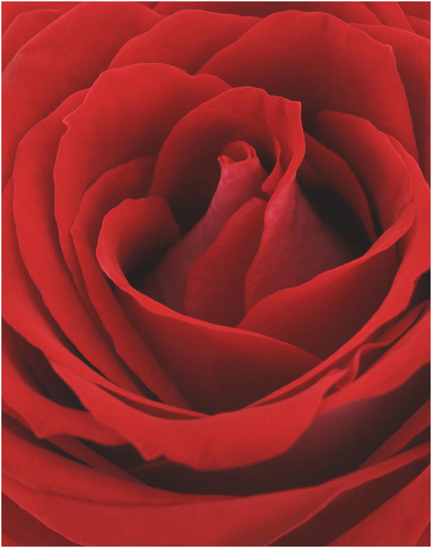 Red rose, courtesy of Clipart
