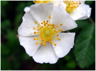 Rosa multiflora, courtesy of East Tennessee State University 