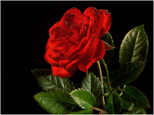 A red rose, courtesy of PD Photo.org