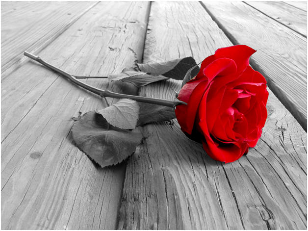 A red rose, courtesy of Clipart