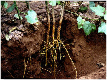 Roots, courtesy of Wikimedia Commons