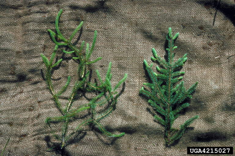 Loss of apical dominance;Fred Baker, Utah State University, www.forestryimages.org