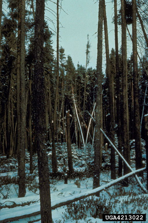 Infection center in stand, with mortality;Jane Albers, Minnesota Department of Natural Resources Archive, Minnesota Department of Natural Resources, www.forestryimages.org