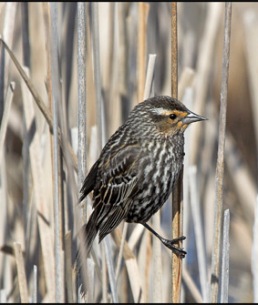 Perched Red-winged Blackbird (female)