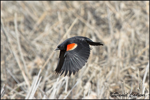 Red-winged Blackbird flying (male)