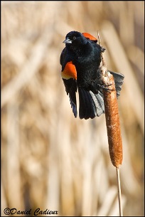 Red-winged Blackbird perched (male)