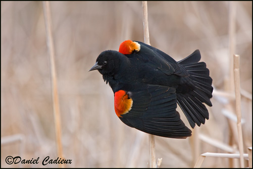 Red-winged Blackbird (perched male)