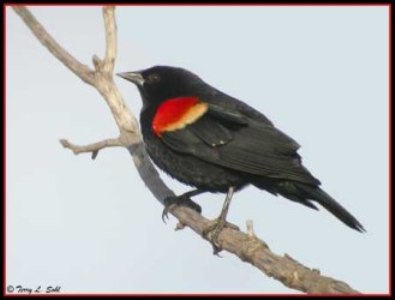 Perched Red-winged Blackbird