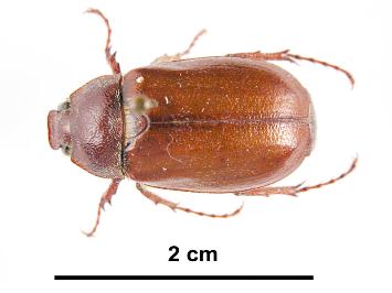 The Frenchi beetle, image from http://www.padil.gov.au/viewPestDiagnosticImages.aspx?id=238