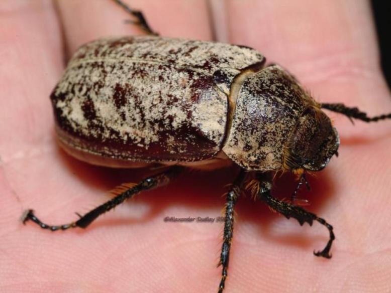 greyback beetle, C Alexander Dudley, image from http://www.pbase.com/image/59357753