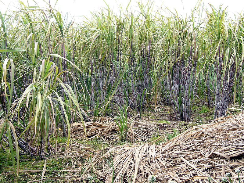 People hoped that the cane toad would save the sugar cane crops...but that plan failed.  Sugar cane plants, image from http://commons.wikimedia.org/wiki/File:Sugar_cane_madeira_hg.jpg