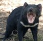 Tasmanian devil, image from http://en.wikipedia.org/wiki/File:Tasdevil_large.jpg#file
