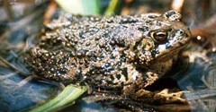 Humans helped the Wyoming toad have sex more effectively--without each other.  Image from http://commons.wikimedia.org/wiki/File:Wyoming_Toad.jpg