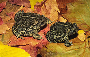 Another picture of some Wyoming toads.  C2001 Suzanne. L. Collins, image from http://www.cnah.org/detail.asp?id=1069