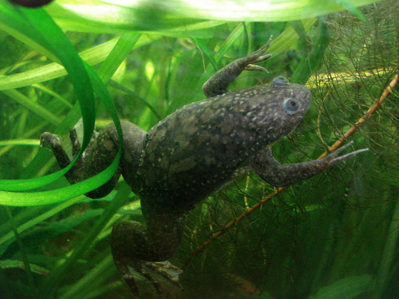 Xenopus laevis.  Image from http://commons.wikimedia.org/wiki/File:Xenopus_laevi_juillet_2007.jpg