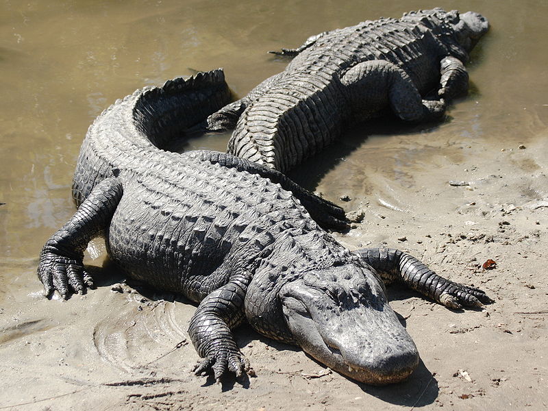 Alligator, image from http://en.wikipedia.org/wiki/File:Two_american_alligators.jpg