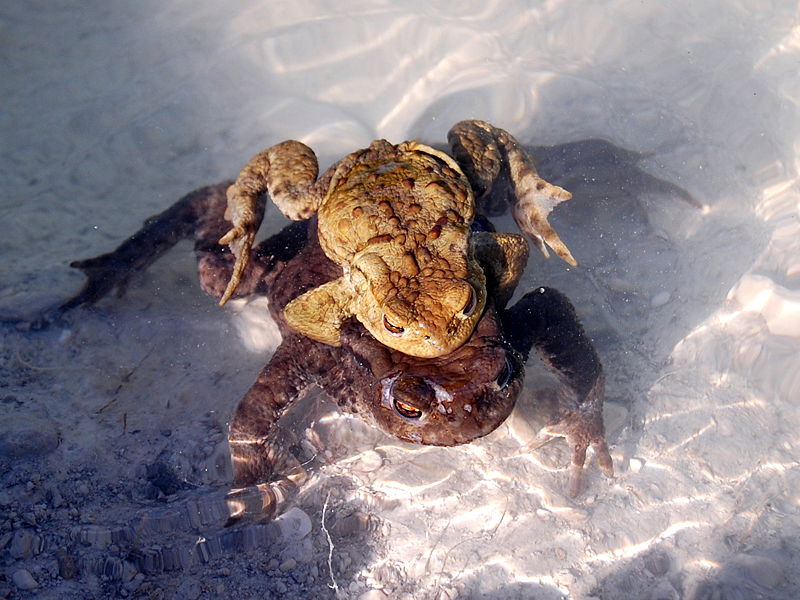 Good eyes!  These aren't cane toads, but they do nicely demonstrate the amplexus.  Image from http://commons.wikimedia.org/wiki/File:Frogs_mating.jpg.