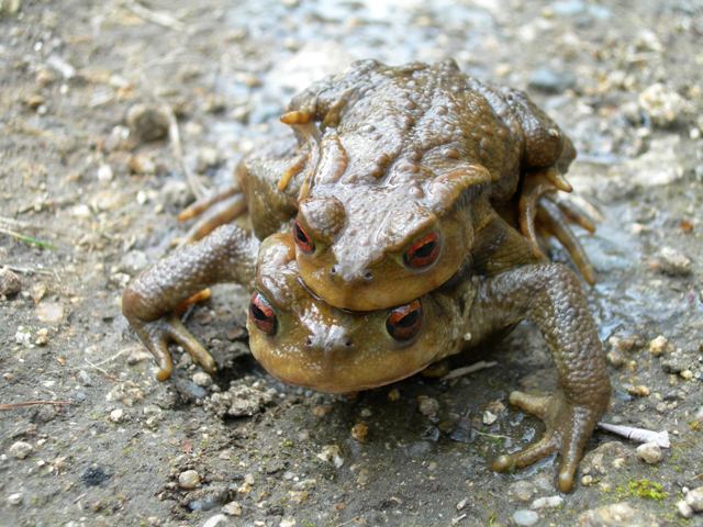 Amplexus is common to all Anura, but a few species hold the female differently than does the cane toad.  This picture isn't of a cane toad.  Made you look!  Image from http://commons.wikimedia.org/wiki/File:Apoak_amplexon.JPG