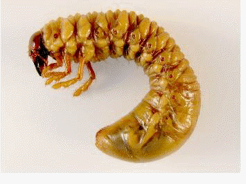 Beetle larvae, image from http://www.padil.gov.au/viewPestDiagnosticImages.aspx?id=238