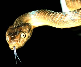 Acanthophis antarcticus, image from http://commons.wikimedia.org/wiki/File:Brown_tree_snake_Boiga_irregularis_2_USGS_Photograph.jpg