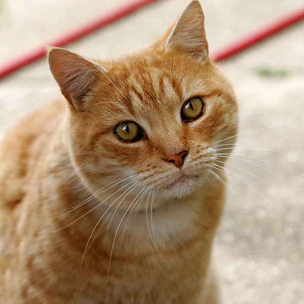 Domestic cat, image from http://commons.wikimedia.org/wiki/File:Cat03.jpg