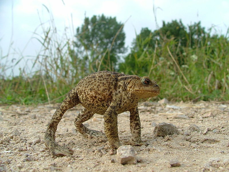 Not a cane toad, but this Bufonidae member displays one form of the defensive stances utilized by cane toads.  The toads attempt to look rather large by elevating their body on their haunches, and if that does work, will angle a poison gland at the source of the threat.  Note the lack of large parotids in this toad relative to the cane toad.  Image from http://commons.wikimedia.org/wiki/File:Bufo_bufo-defensive_reaction1.JPG