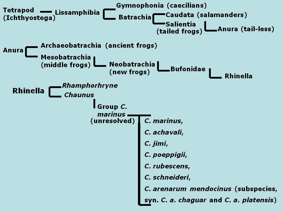 phylogenetic tree of cane toad evolution
