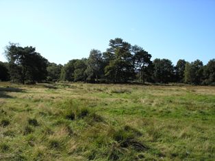 Cane toads prefer grasslands to dense forests.  Grasslands, image from http://commons.wikimedia.org/wiki/File:Petersfield_Heath_Northern_Grassland_Area.JPG