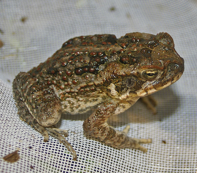 The juvenile or metamorph cane toad lacks large parotid glands.  Image from http://commons.wikimedia.org/wiki/File:Young_Bufo_marinus.jpg
