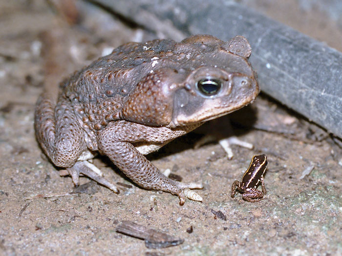 These toads grow to be huge.  We'll talk of how they get so big in the information below.  Image from http://www.amphibiainfo.com/gallery/anura/dendrobatidae/phyllobates/lugubris/